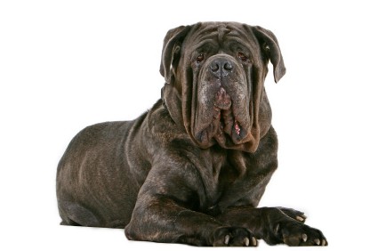 Mastino Napoletano